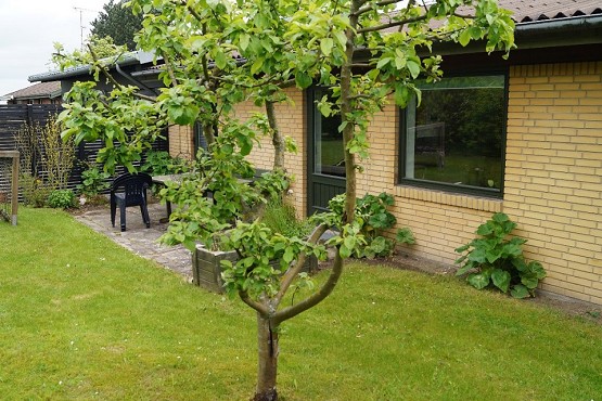 Et træ foran en gul bygning. Det er ved Mariehusene.