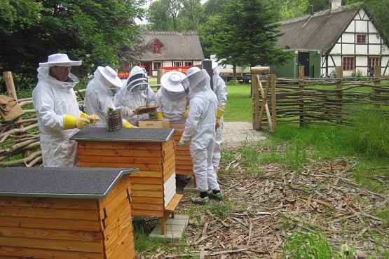 Skovhjælpere er ved at kigge på bistader.